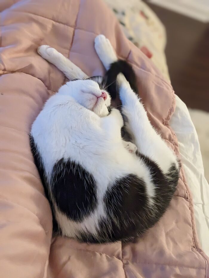 She Doesn't Know How To Cat!