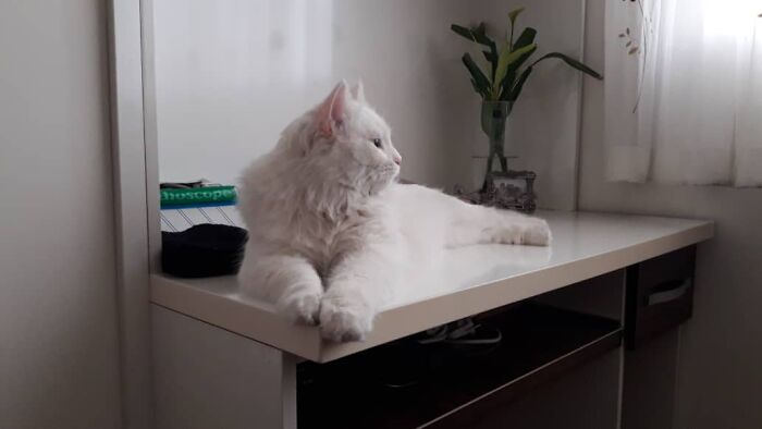 My Cat Was A Lion In Her Past Life!