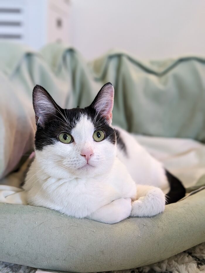 My Judgmental Kitty, Lucy!