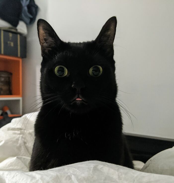 Sammie, Master Of Mini Blep