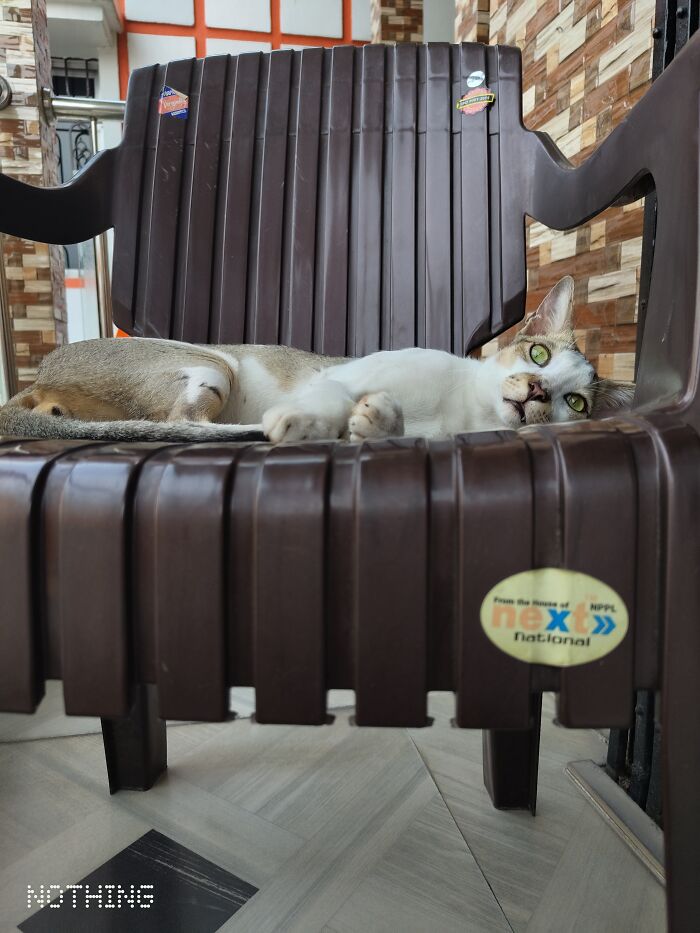 Always On A Watch 😸