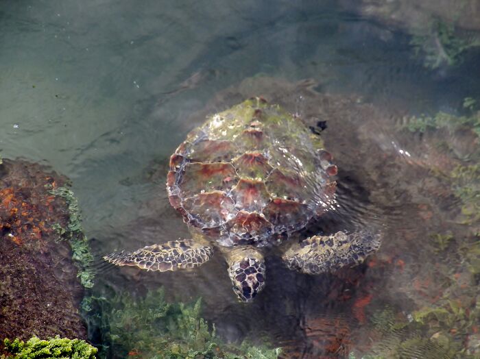 June 2021, Jetty Park, Port Canaveral Florida