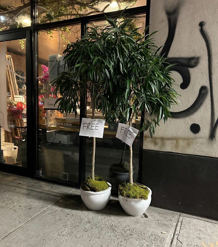 Save Them!!! On The Corner Of Throop And Dekalb Rn