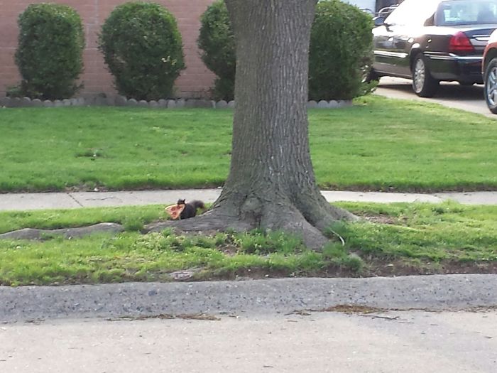 I Give You Pizza Squirrel