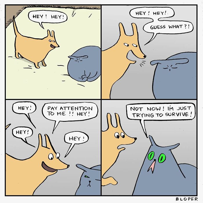 Meet Hammy, The Yellow Dog Who Conquered The Internet With His Unique Personality