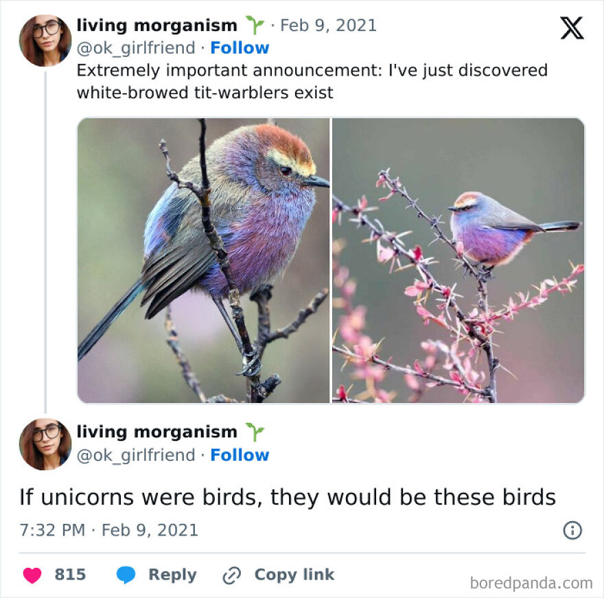 I'm Something Of A Tit Warbler Myself....😂