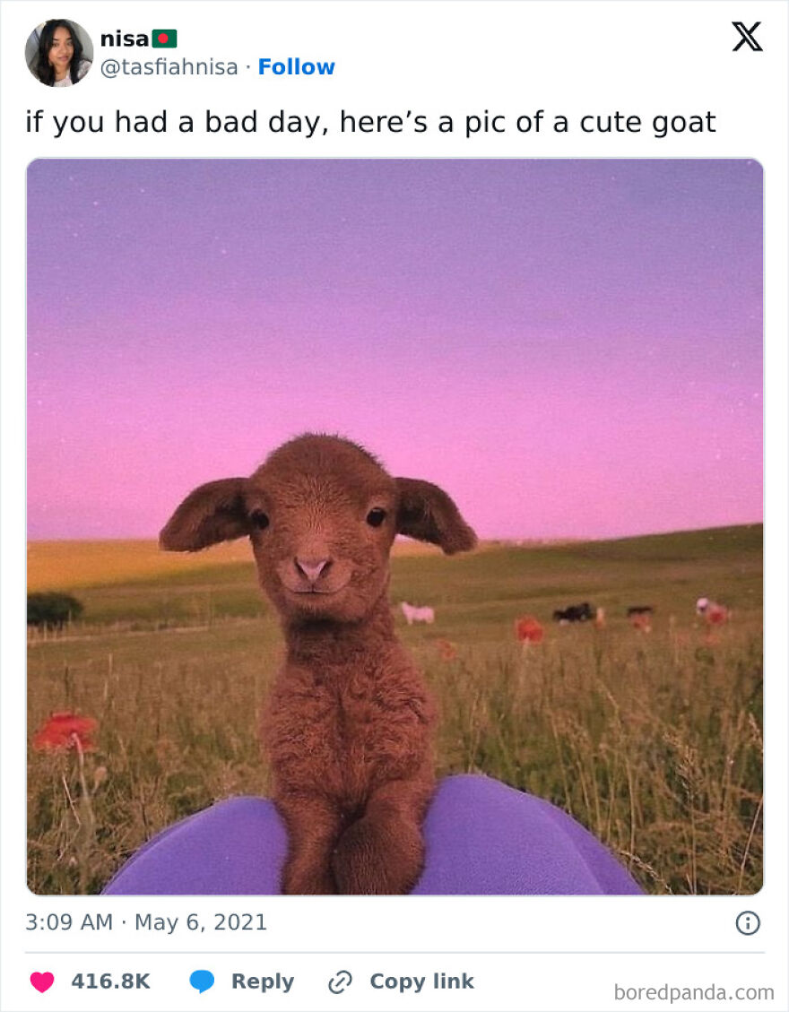 I’m Starting To Think People Actually Don’t Know The Difference Between Lamb And A Bb Goat