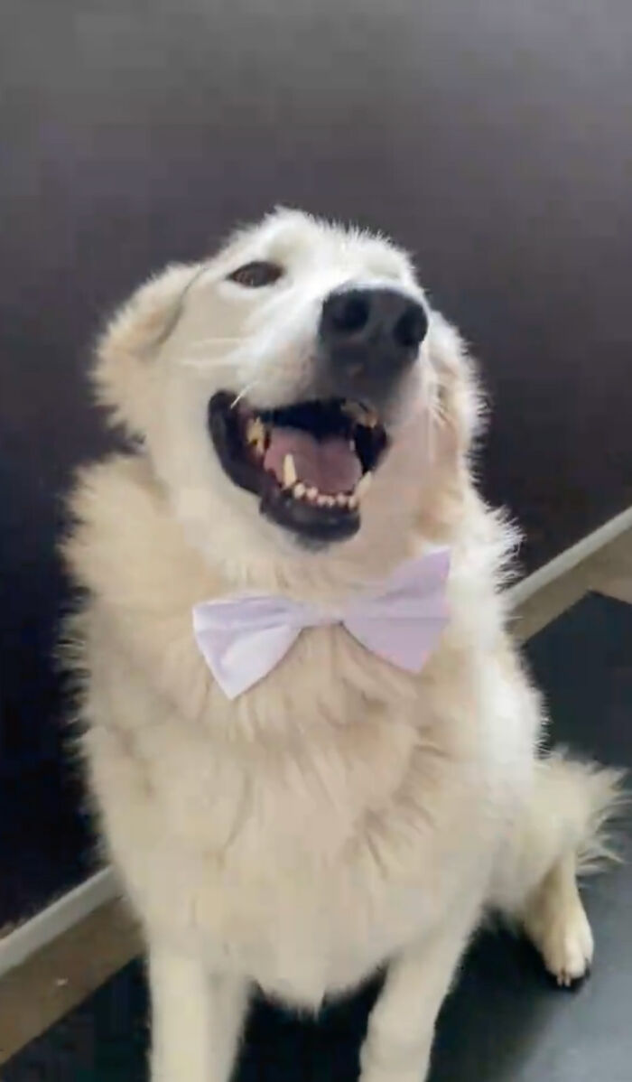 Dog Daycare Steals The Show, Recreating Hilarious Movie Posters Of Oscar-Nominated Films (10 Posters)