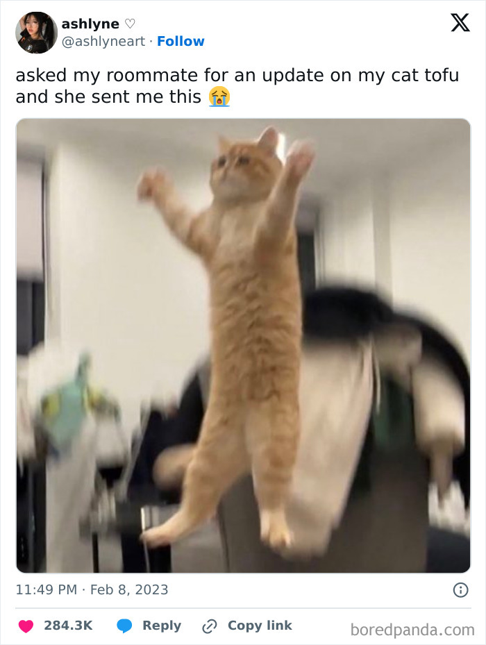 Best-Funny-Cat-Memes-Jokes