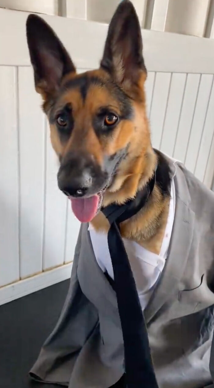 Dog Daycare Steals The Show, Recreating Hilarious Movie Posters Of Oscar-Nominated Films (10 Posters)