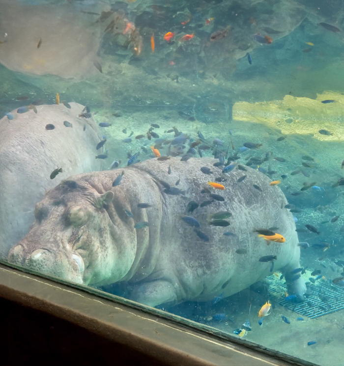 Sleepy, Cute And So Satisfying To Watch: Hippos Enjoying Underwater Spa - 1
