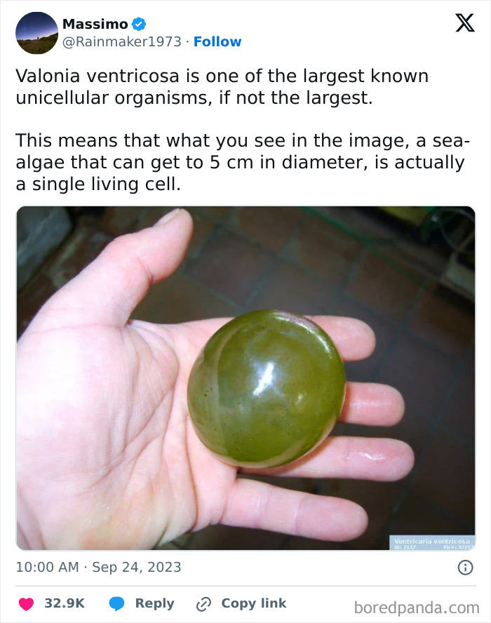 This Absolute Unit Of A Cell