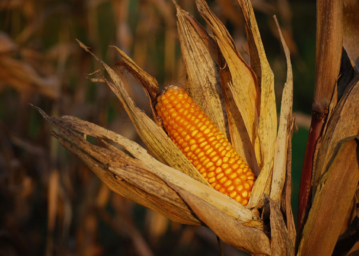 Ripe ear of corn with dry husks in a field, illustrating people confessing things they didn't know late in life.