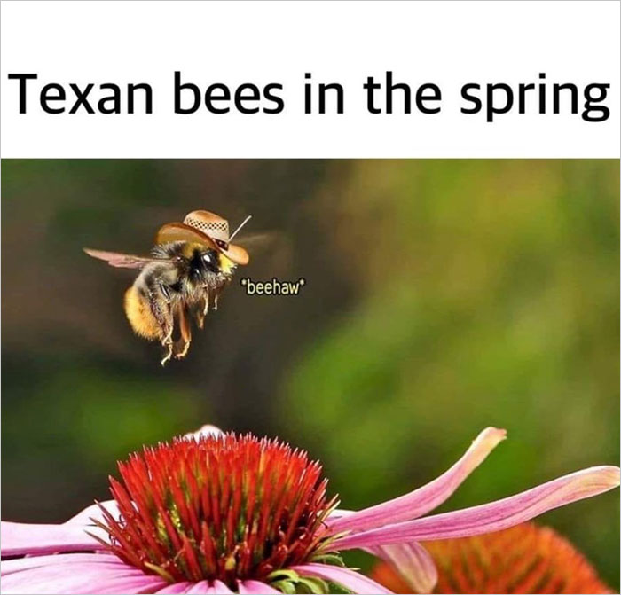 Bee wearing a cowboy hat, captioned "Texan bees in the spring," hovering over a bright flower. Funny spring meme.