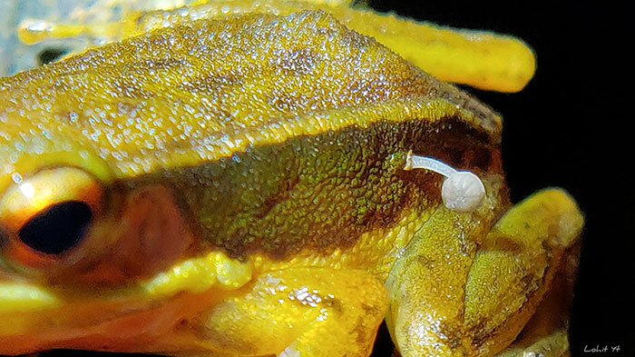 Scientists Baffled By Unprecedented Sight Of Living Frog With Mushroom Sprouting Out Of Its Side Scientists Baffled By Unprecedented Sight Of Living Frog With Mushroom Sprouting Out Of Its Side