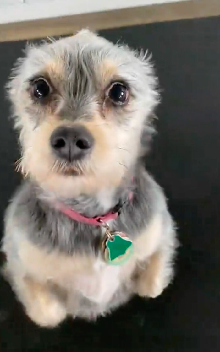 Dog Daycare Steals The Show, Recreating Hilarious Movie Posters Of Oscar-Nominated Films (10 Posters)