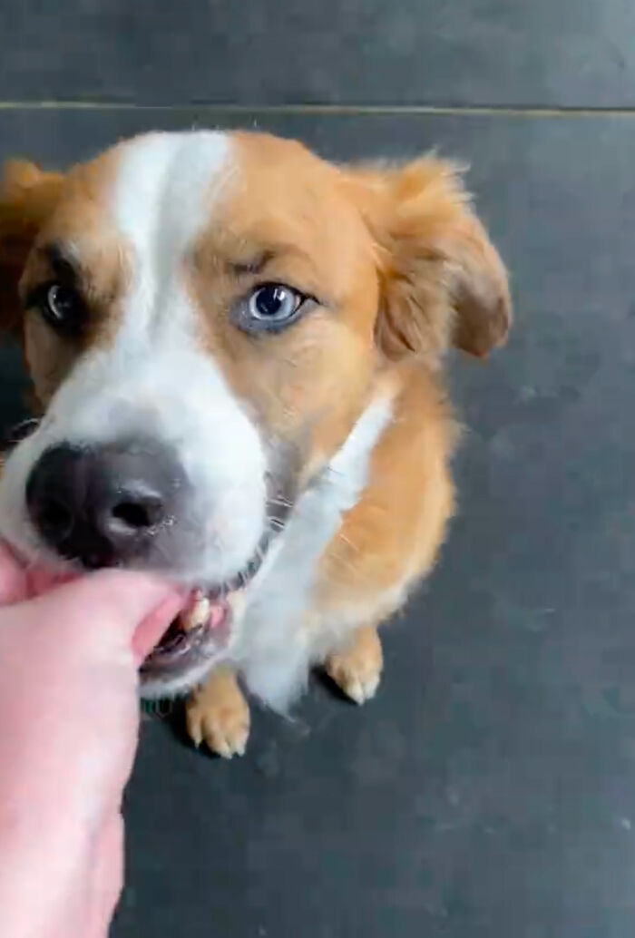 Dog Daycare Steals The Show, Recreating Hilarious Movie Posters Of Oscar-Nominated Films (10 Posters)