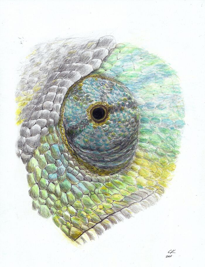 A Color Pencil Exercise. I Like It, But I Still Want To Improve