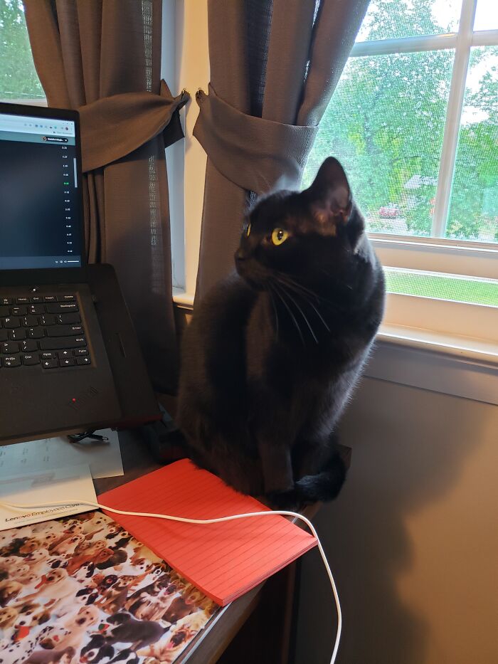 Void Kitty Is My Muse