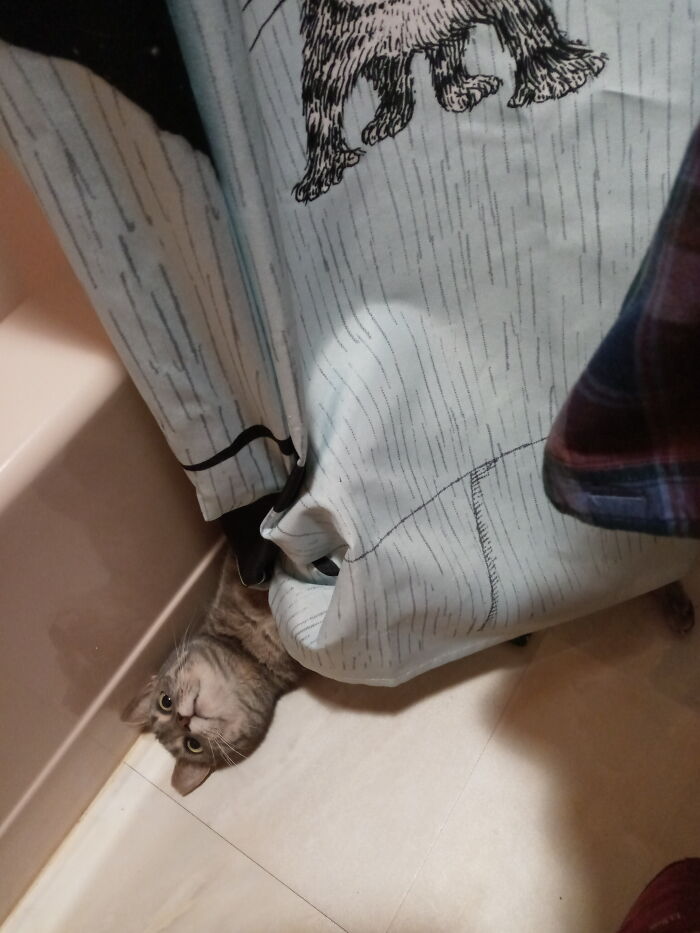 Pippi, Destroyer Of Shower Curtains