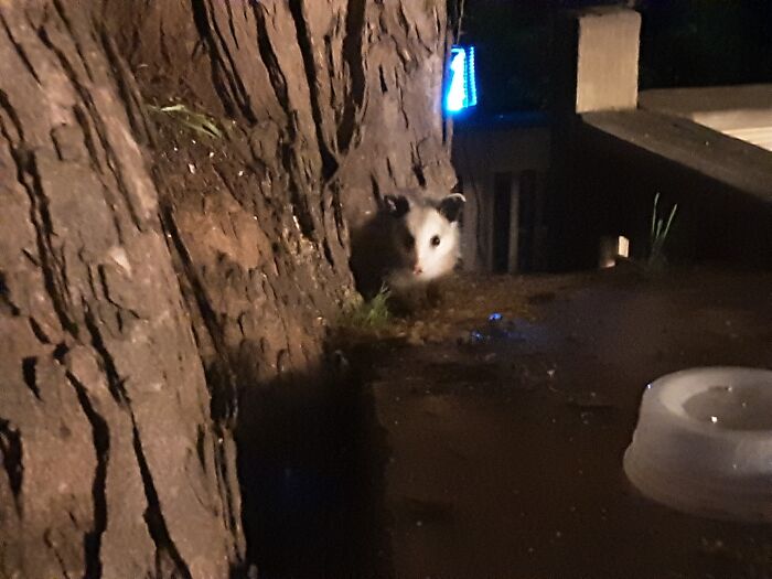 ...then Came This Guy. It Was A Busy Night