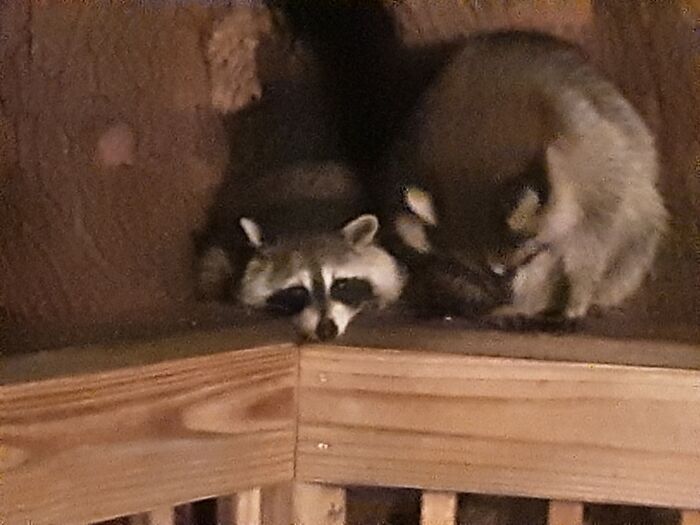 First Came These Two