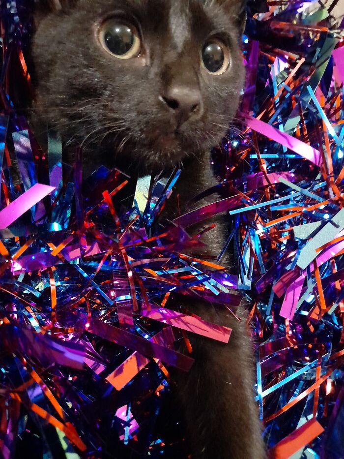 Marleys First Christmas 🎄