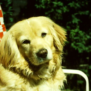 wilmamieremet avatar