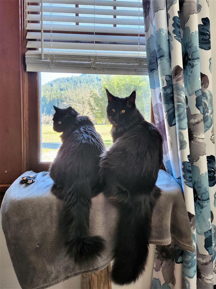 'old Man' T'challa And Leo