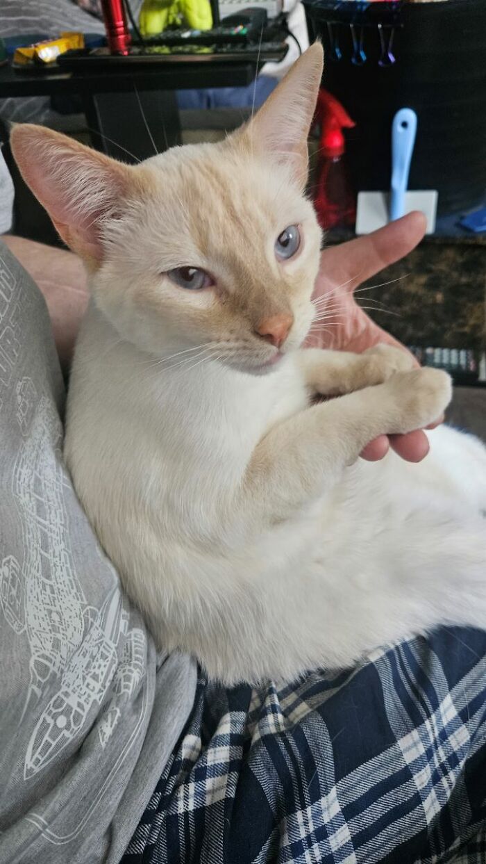 Binx - Siamese Flamepoint - And Still Growing Into His Ears!