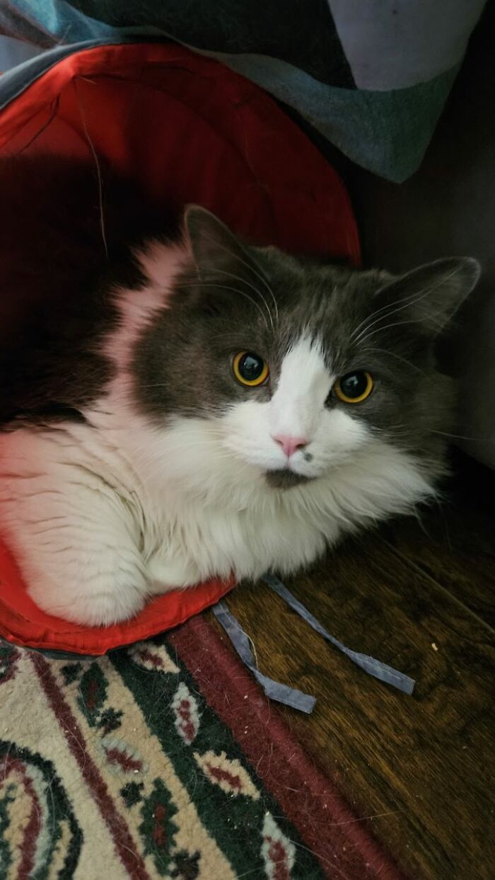 Bean ... Maine Coon ... A Real-Life Teddy-Bear!