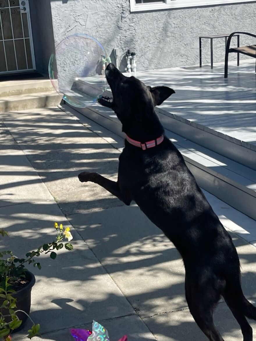 Chasing Bubbles