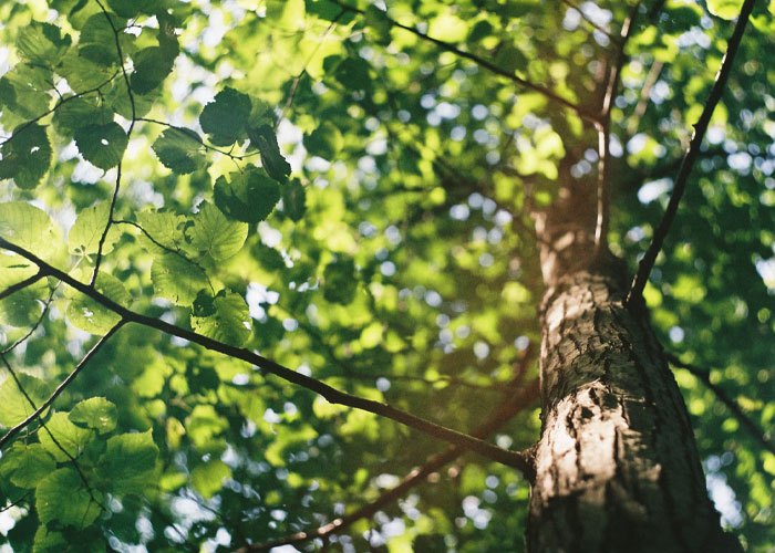 Looking up a tree with sunlight filtering through green leaves in a natural outdoor setting, illustrating growth and discovery.