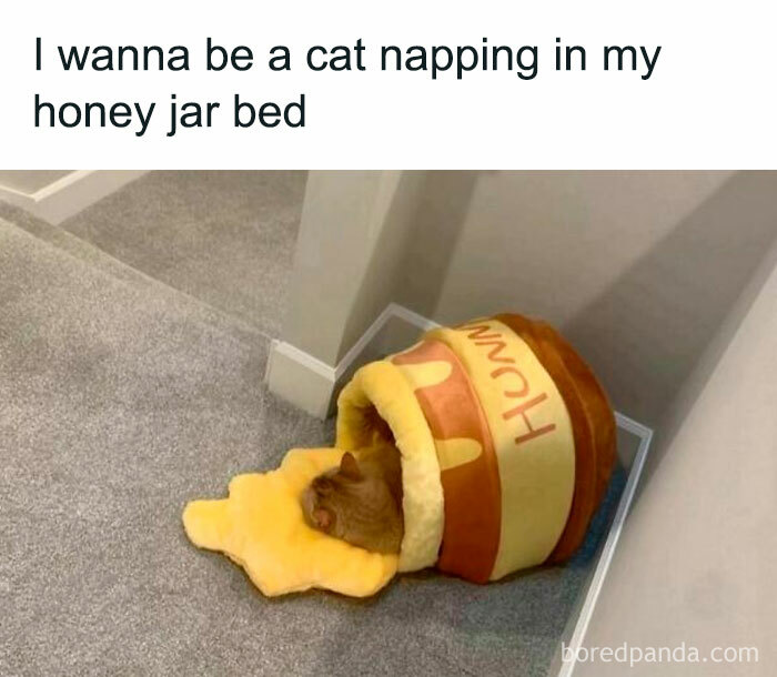 Hilarious-Sarcasm-Memes