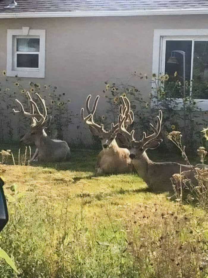 You Pull Into The Driveway And See This…