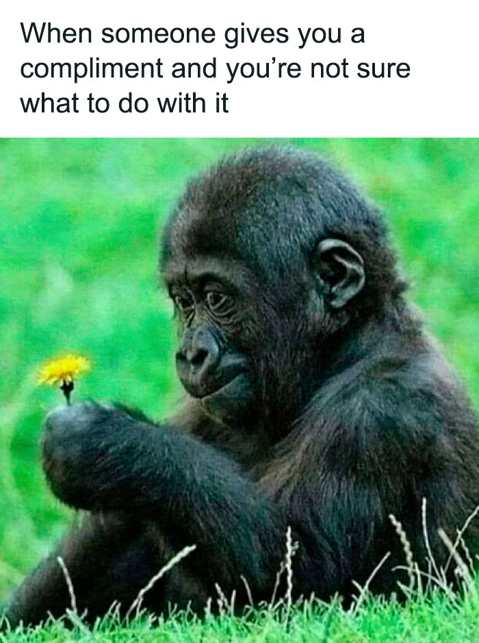 Hilarious-Sarcasm-Memes