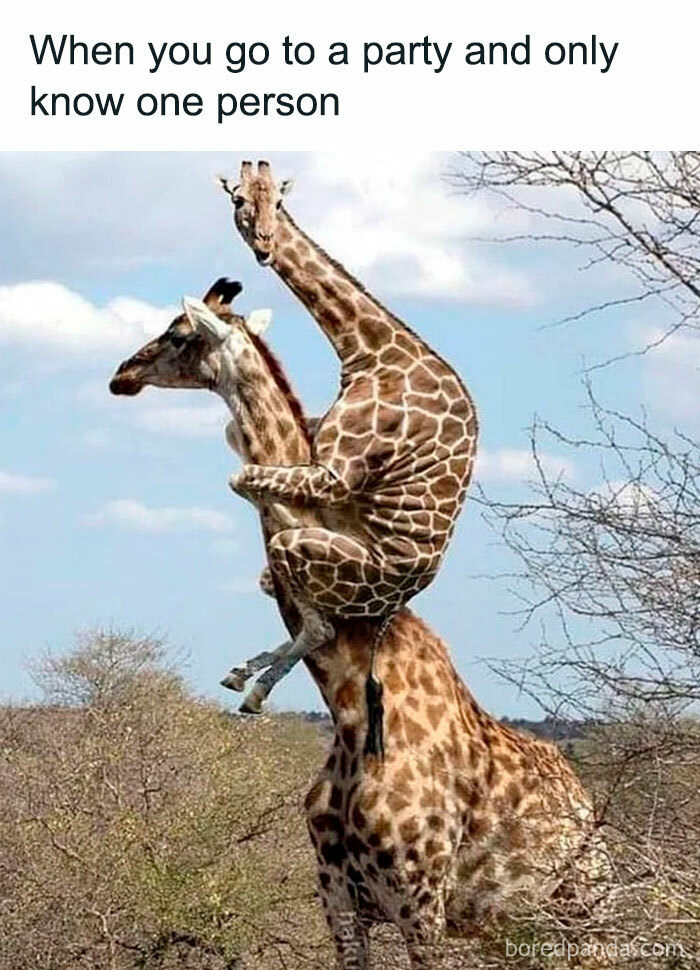 Introvert-Mojo-Memes