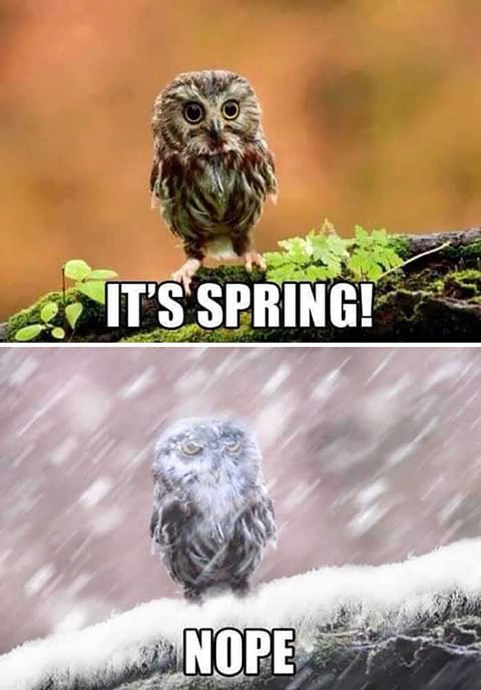 Funny meme of an owl excited about spring, then looking grumpy in snow, highlighting spring's joys and flaws.