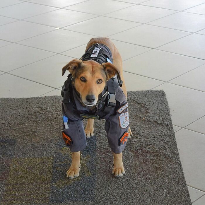 Hired With No Experience: Street Dog Persistently Visited Police Station Until He Got Adopted Hired With No Experience: Street Dog Persistently Visited Police Station Until He Got Adopted