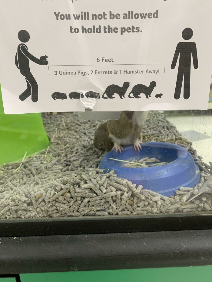 3 Guinea Pigs, 2 Ferrets And 1 Hamster