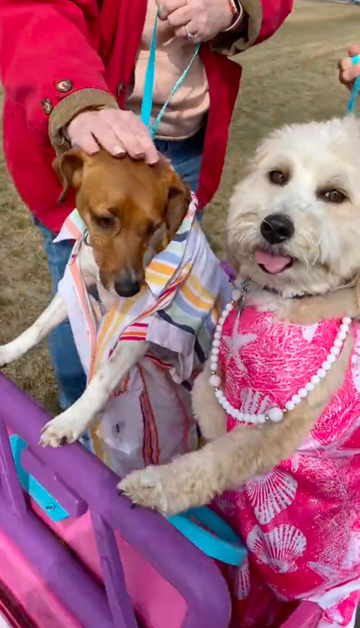 Dog Daycare Steals The Show, Recreating Hilarious Movie Posters Of Oscar-Nominated Films (10 Posters)