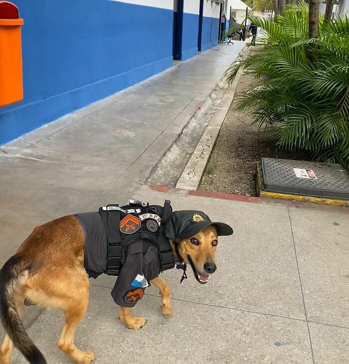 Hired With No Experience: Street Dog Persistently Visited Police Station Until He Got Adopted Hired With No Experience: Street Dog Persistently Visited Police Station Until He Got Adopted