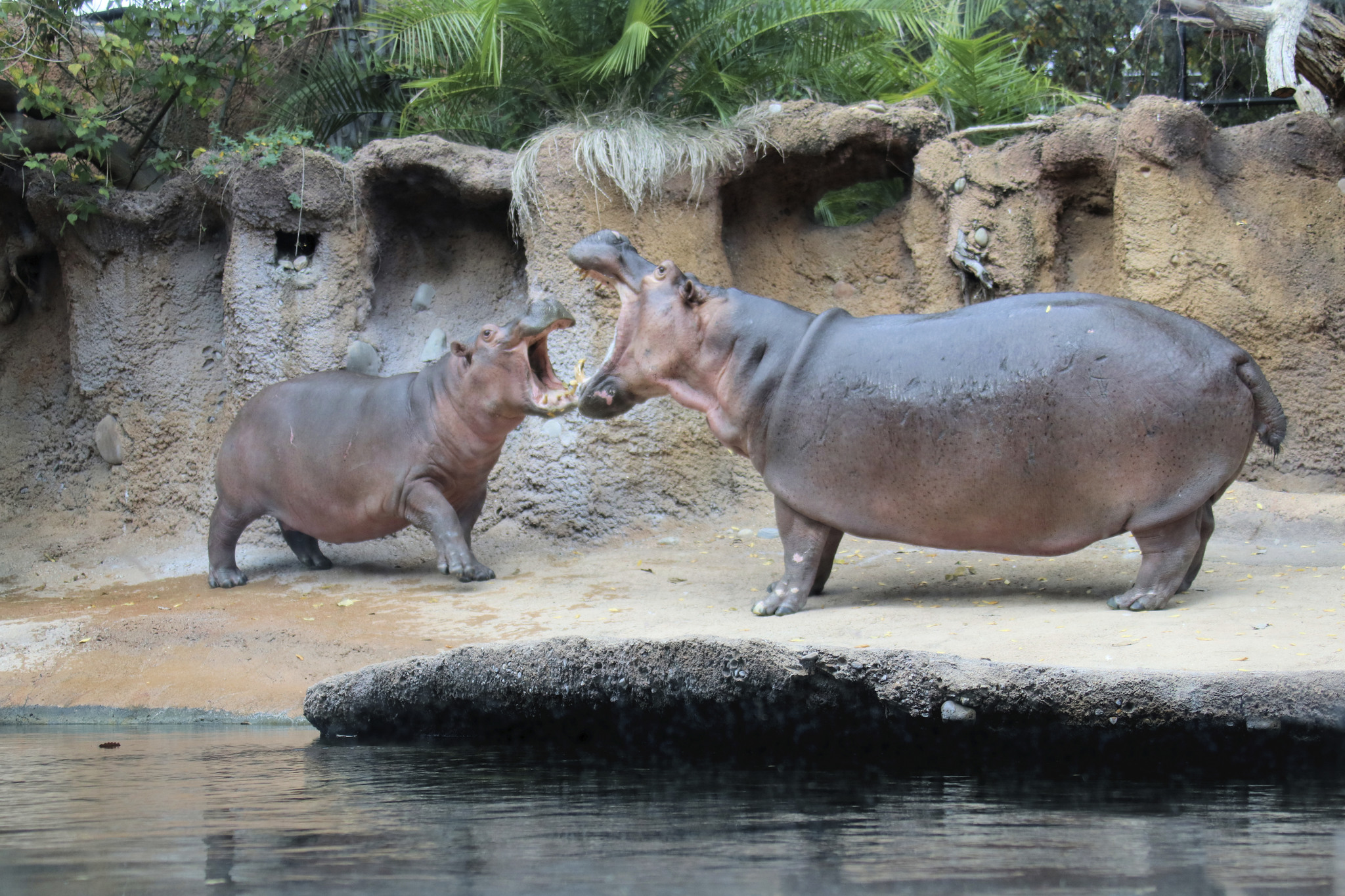 Sleepy, Cute And So Satisfying To Watch: Hippos Enjoying Underwater Spa - 7