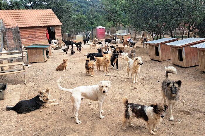 This Serbian Man's Shelter Houses Thousands Of Dogs With Love This Serbian Man's Shelter Houses Thousands Of Dogs With Love