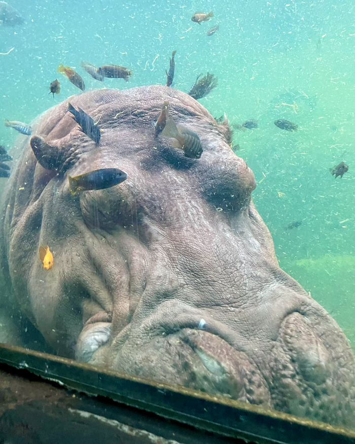 Sleepy, Cute And So Satisfying To Watch: Hippos Enjoying Underwater Spa - 2