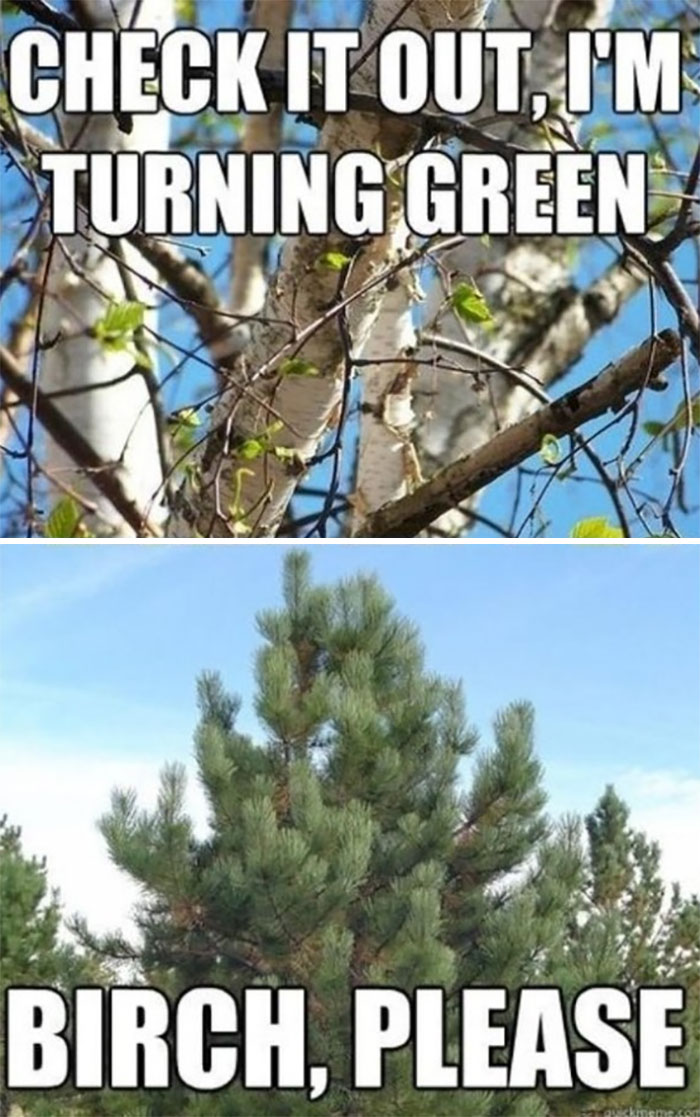 Birch tree with new spring leaves jokes with pine tree in funny meme.
