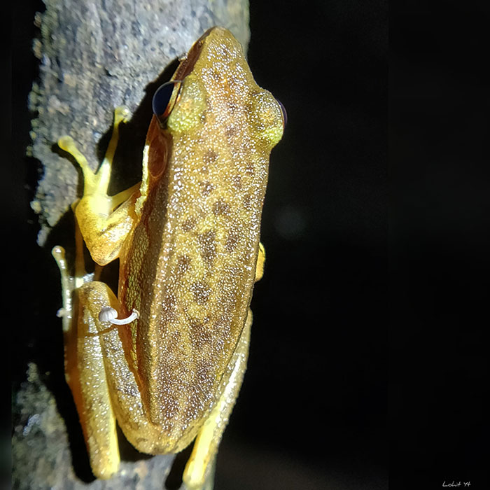 Scientists Baffled By Unprecedented Sight Of Living Frog With Mushroom Sprouting Out Of Its Side Scientists Baffled By Unprecedented Sight Of Living Frog With Mushroom Sprouting Out Of Its Side