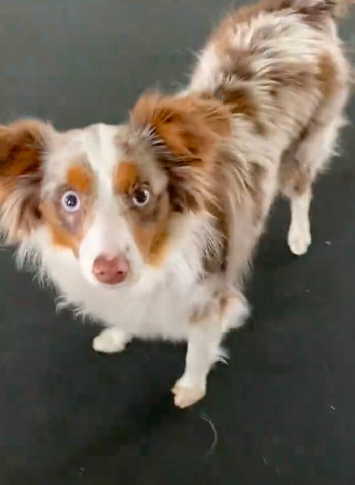 Dog Daycare Steals The Show, Recreating Hilarious Movie Posters Of Oscar-Nominated Films (10 Posters)