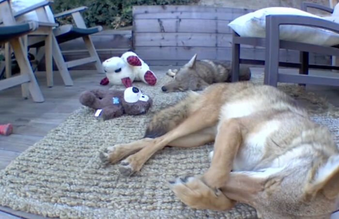 &ldquo;Dog&rdquo; Napping On Porch With Toys Turned Out To Be Not A Dog At All