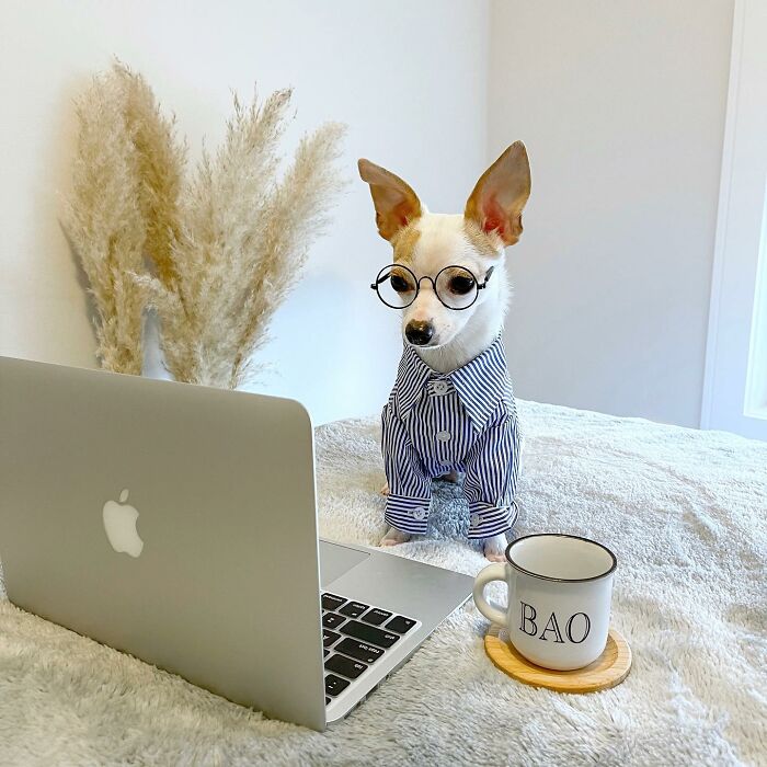 Meet Bao The Chihuahua With A $2,500 Wardrobe And A Luxurious Five-Star Hotel Lifestyle